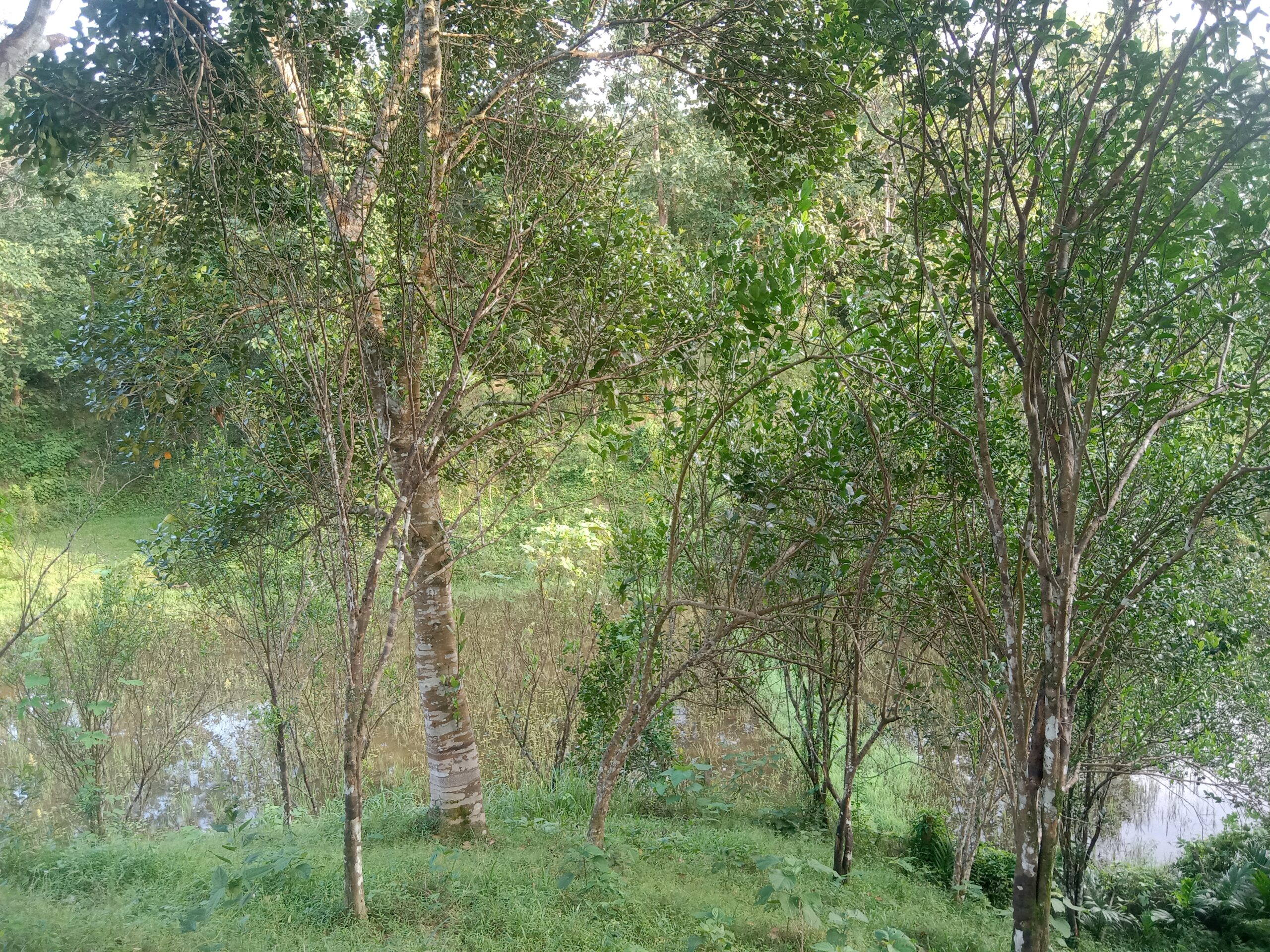 জুড়ীতে  কমলা বাগানে পোকা-মাকড়ের আক্রমণ