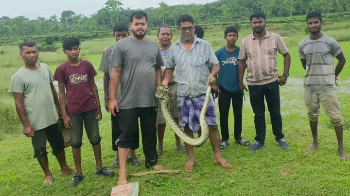 শ্রীমঙ্গলের চা বাগানে অজগরের দেখা: উদ্ধার করে নিরাপদে স্থানান্তর