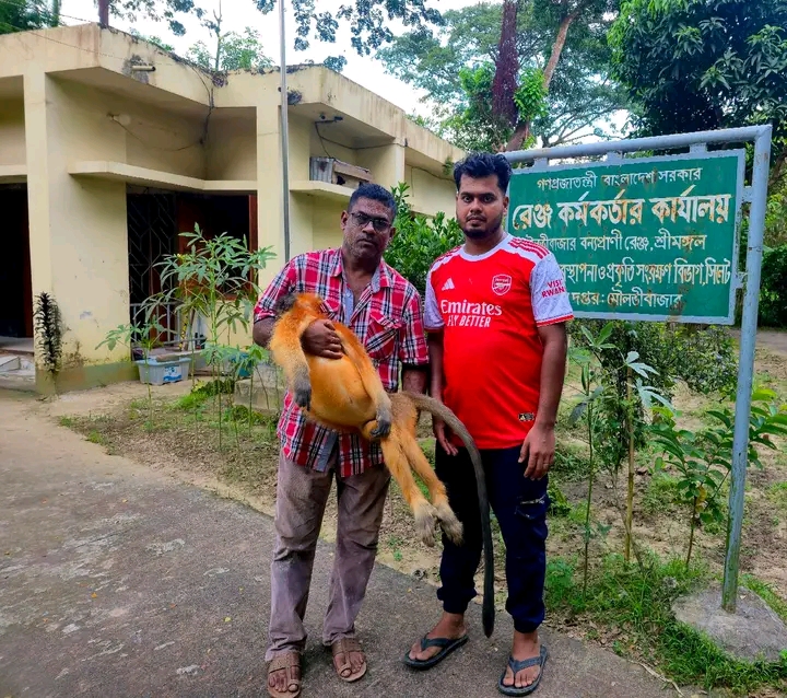 বাঁচানোর চেষ্টা – শেষ পর্যন্ত মারা গেল মুখপোড়া হনুমান