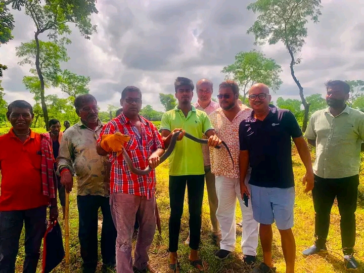 পাতার আড়ালে বিষধর খৈয়া গোখরা- আতঙ্কে চা শ্রমিকরা
